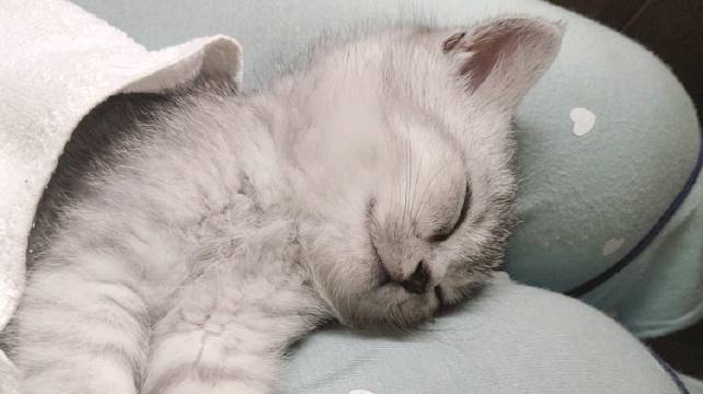 我家新来的小可爱! Anna__葉的微博视频...